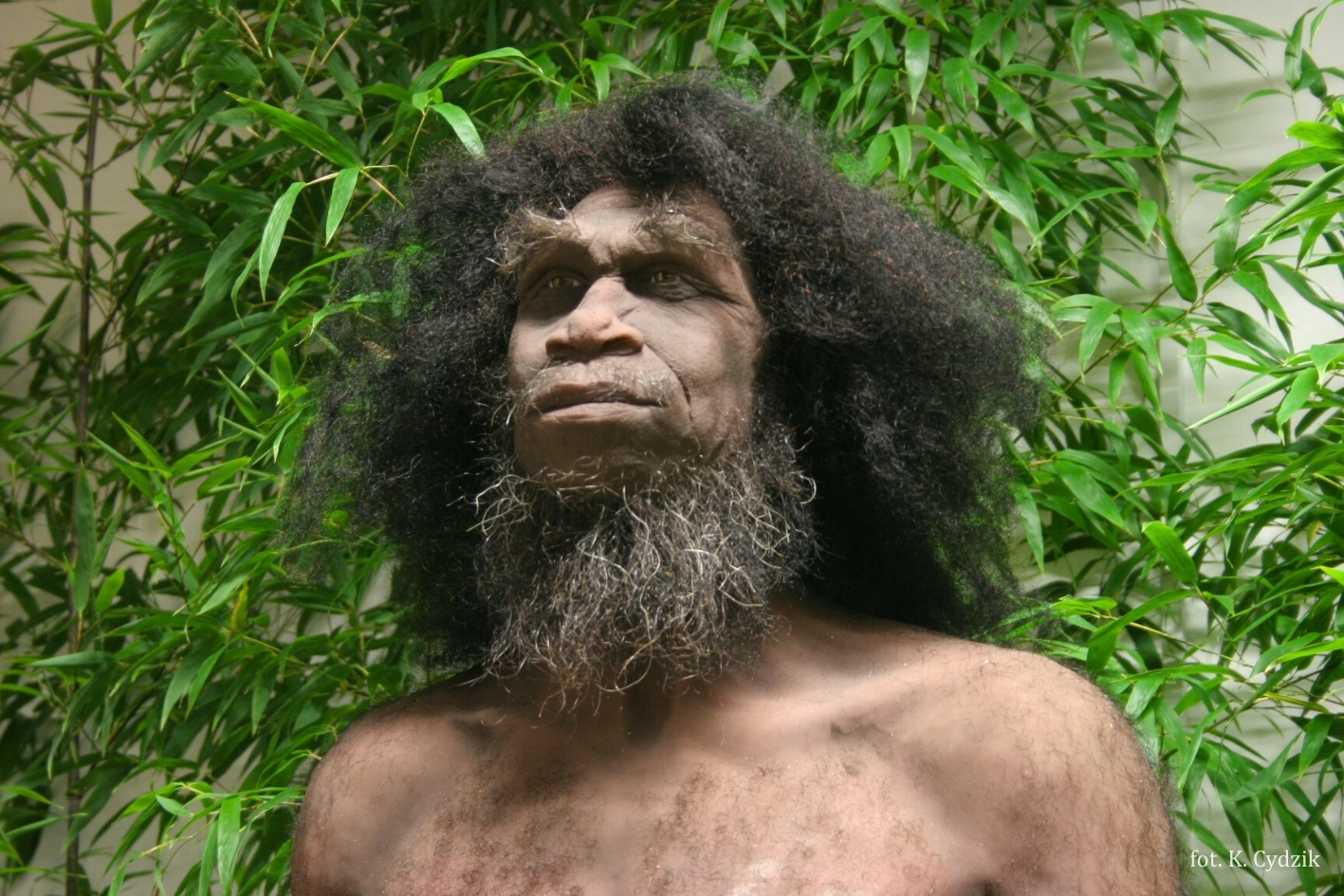 homo_erectus_ucp_fot_k_cydzik_1.jpg