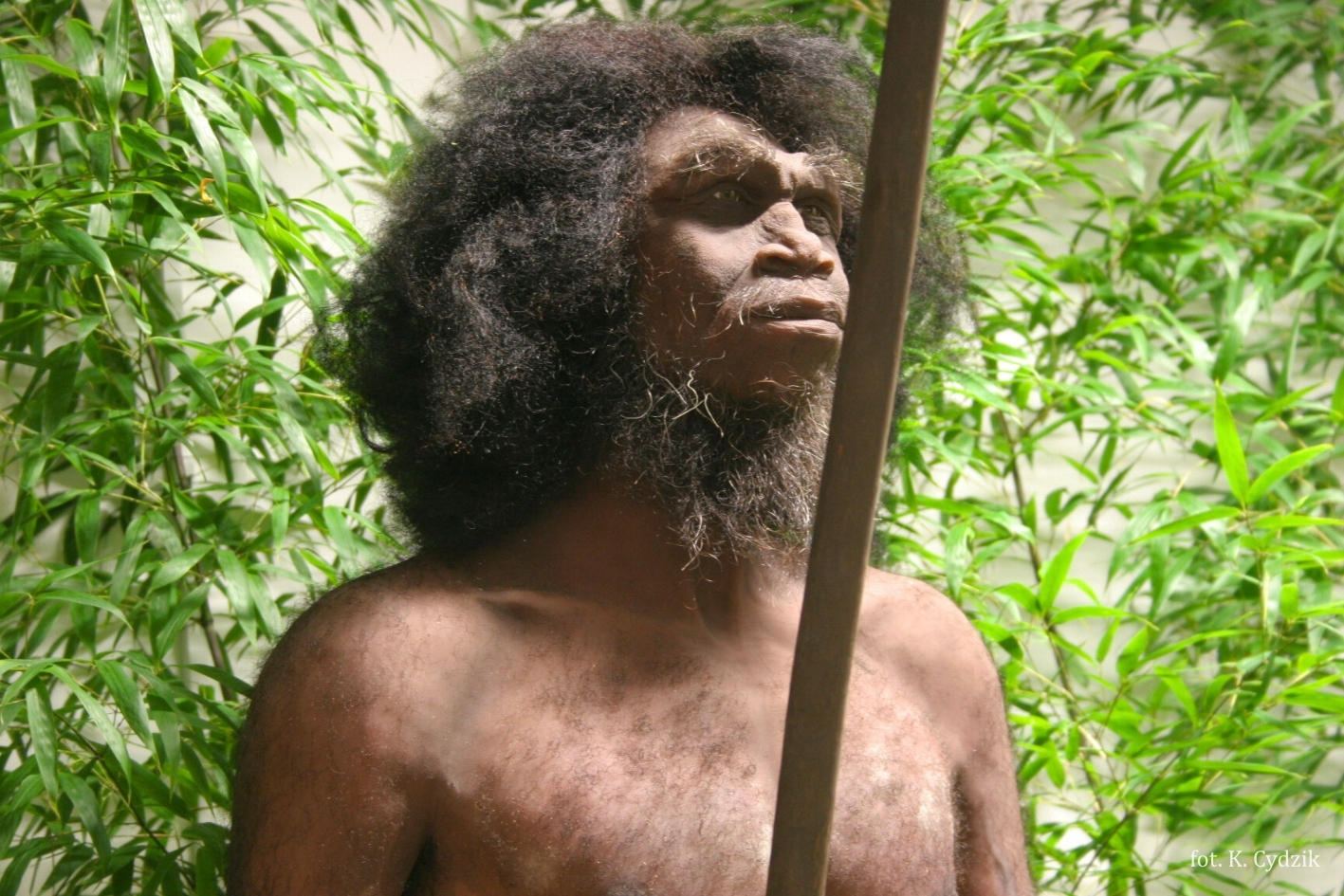 homo_erectus_ucp_fot_k_cydzik_2.jpg