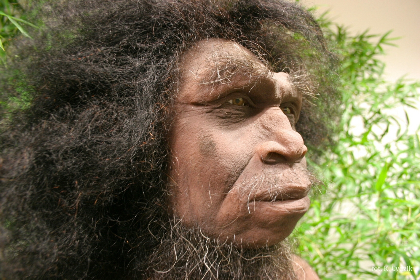 homo_erectus_ucp_fot_k_cydzik_4.jpg