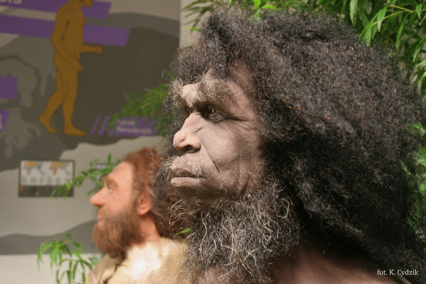 homo_erectus_ucp_fot_k_cydzik_9.jpg