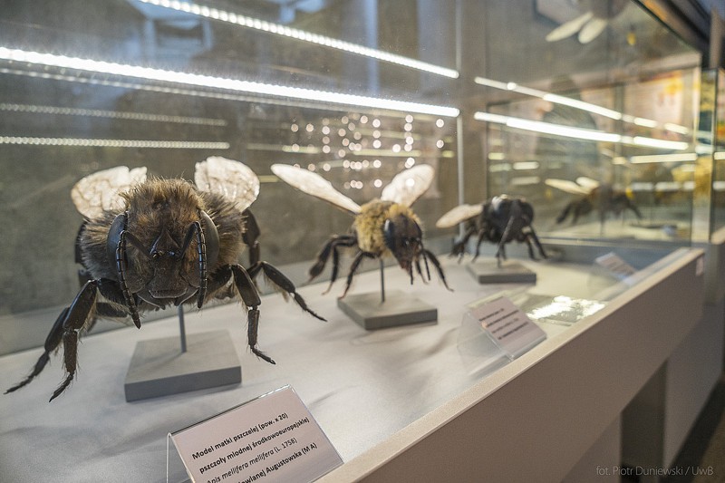 Pszczoły i ich rola w przyrodzie - wystawa w UCP
