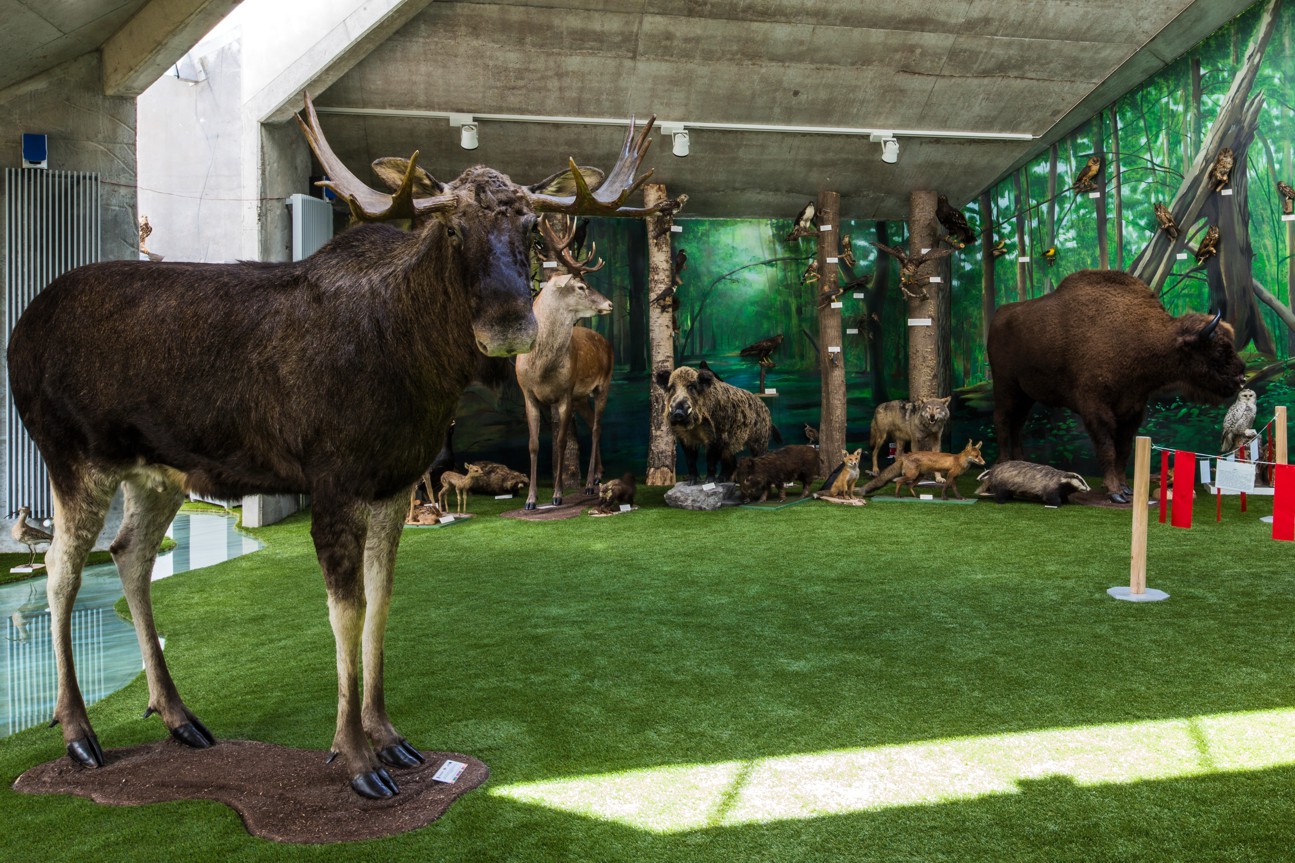 Sala wystawowa "Środowiska przyrodnicze północno-wschodniej Polski" - diorama puszczańska