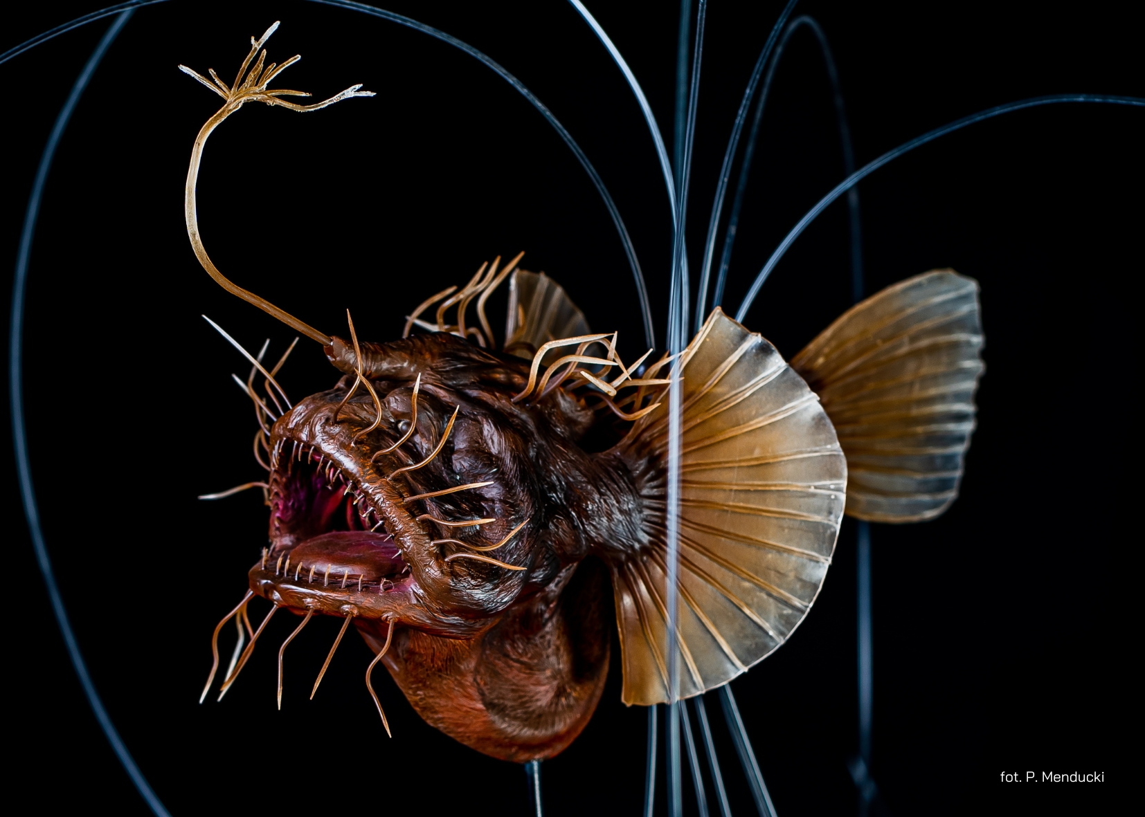 czerwiec_caulophryne_pelagica_.jpg