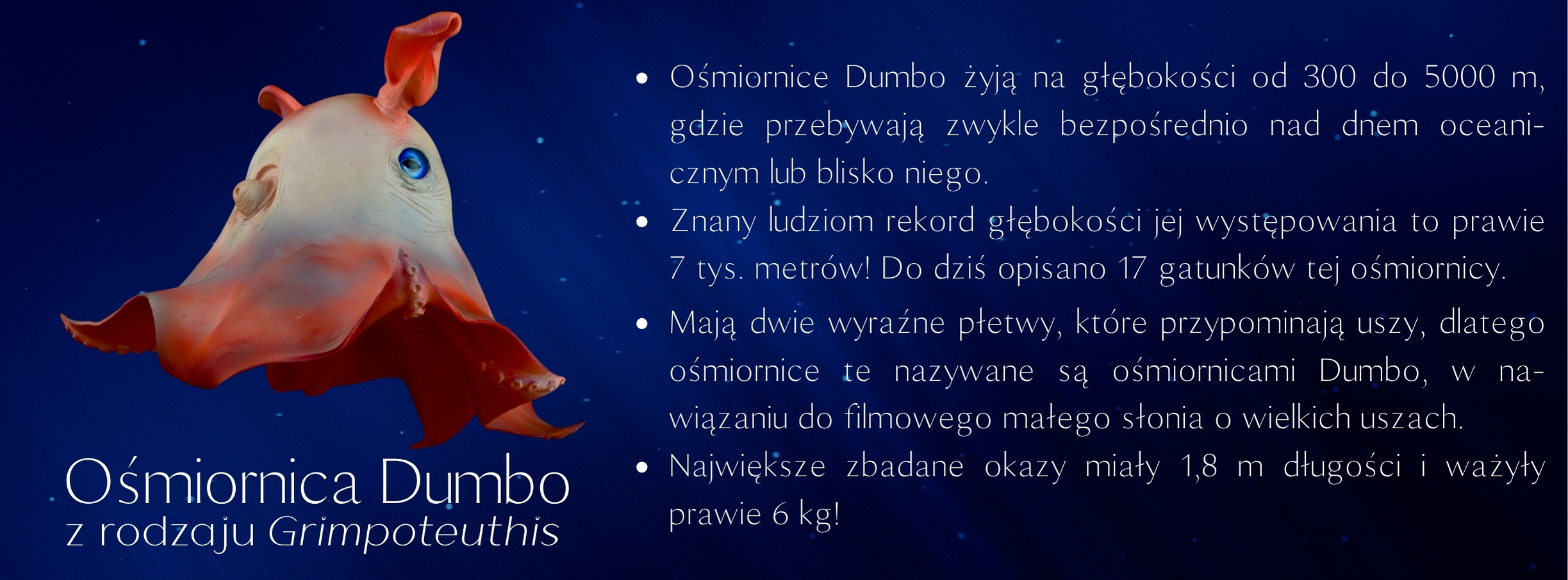 osmiornica_dumbo_www.jpg