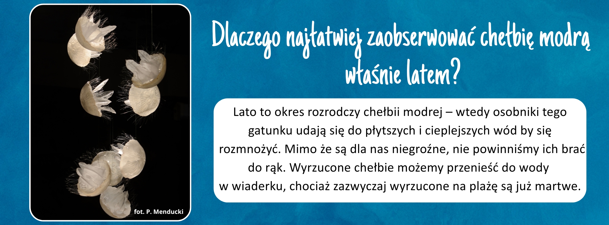 chelbia_modra_eksponat_miesiaca.jpg