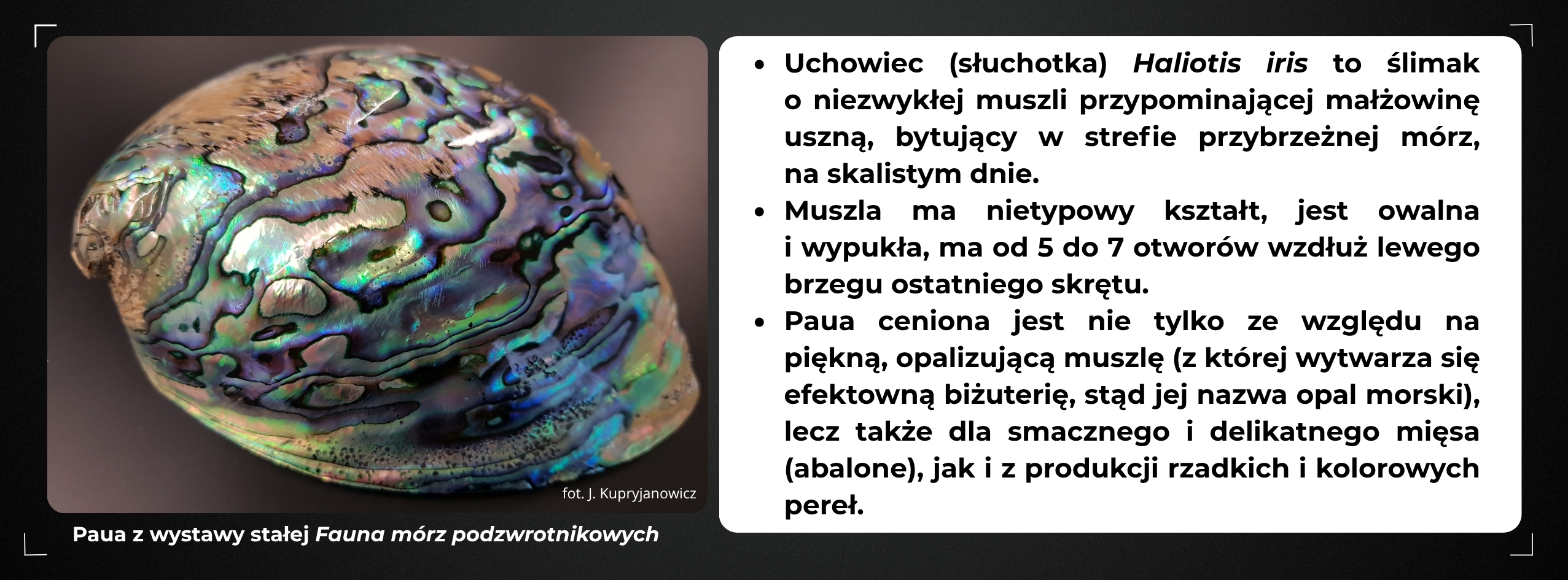 eksponat_miesiaca__muszla_uchowca_abalone_haliotis_iris_www.jpg