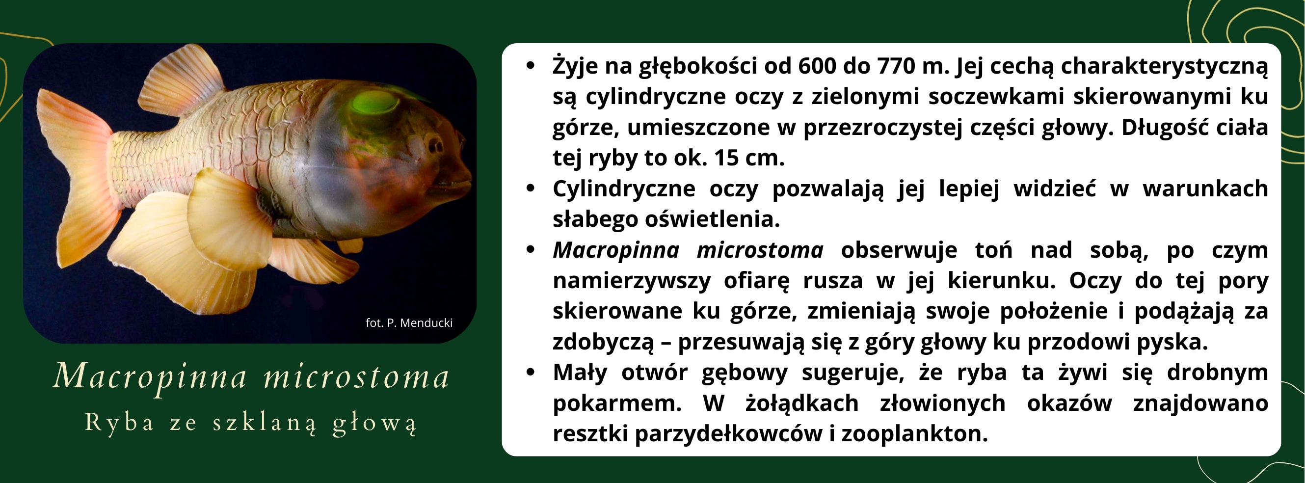 eksponat_miesiaca_macropinna_microstoma.jpg