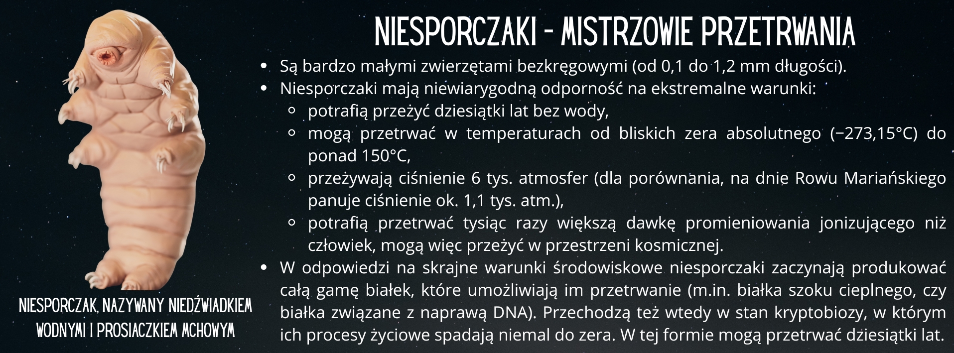 niesporczak_tlo.jpg