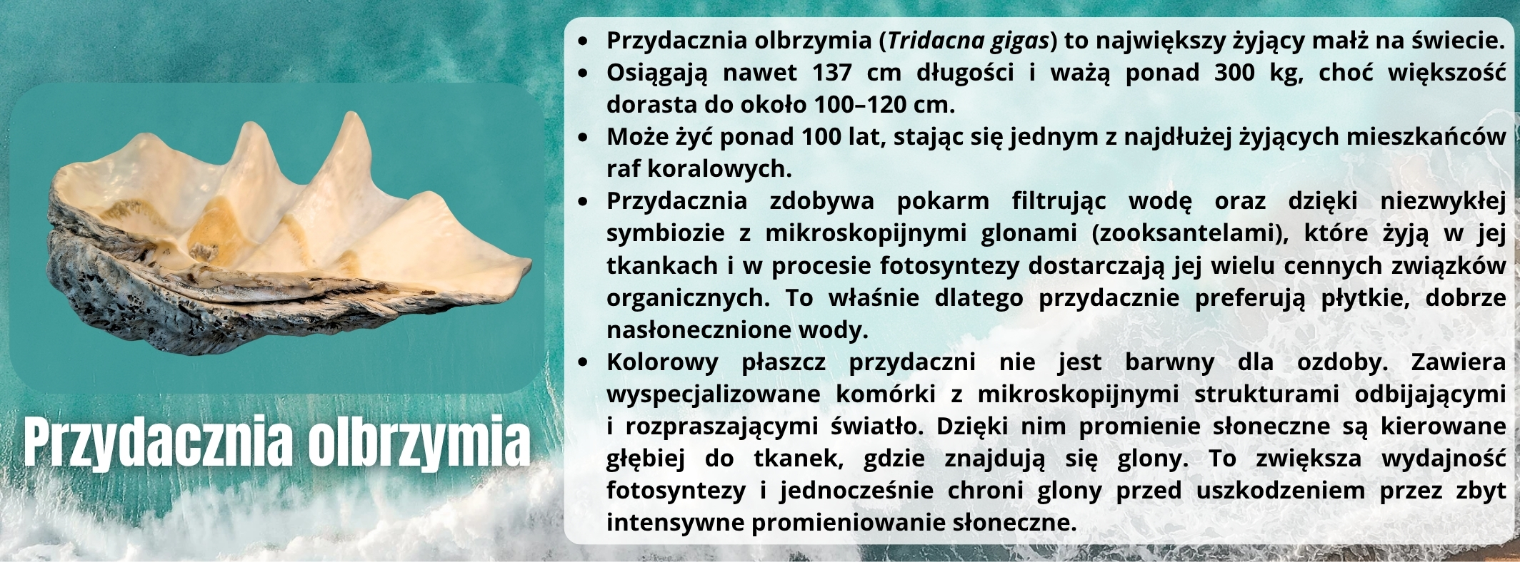 przydacznia_olbrzymia_ucp.jpg