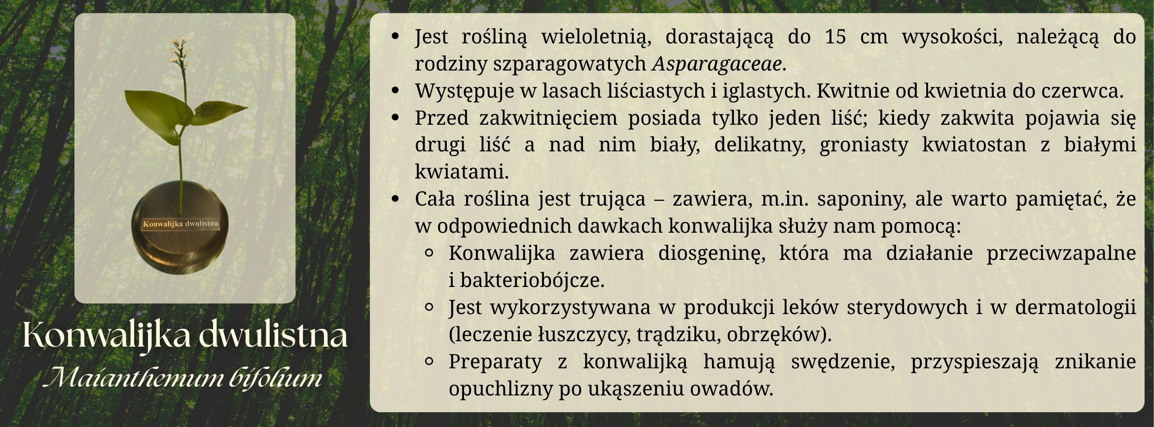 konwalijka_dwulistna_ucp.jpg