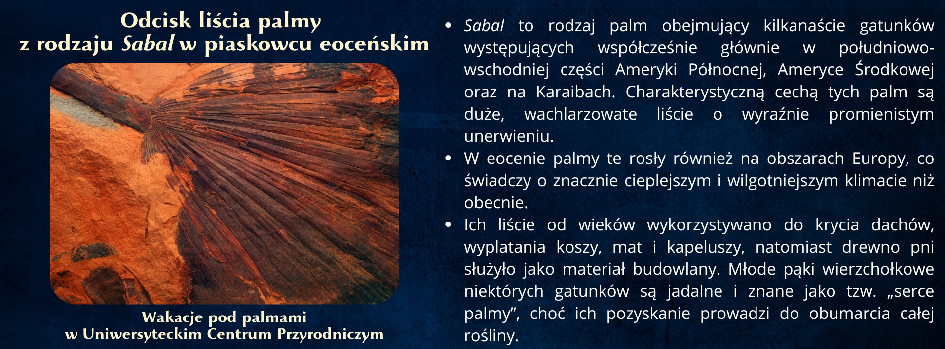 sabal_eksponat_ucp.jpg