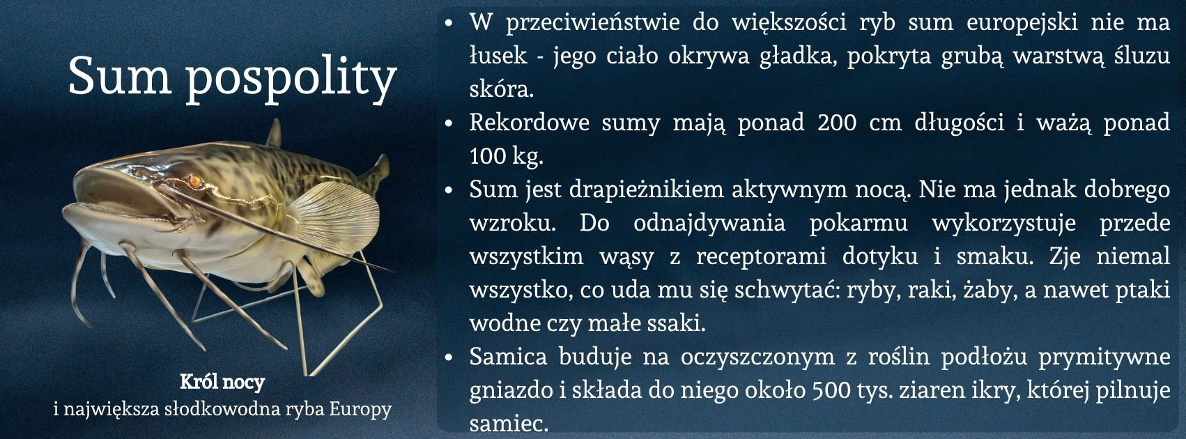 sum_eksponat_miesiaca_ucp.jpg