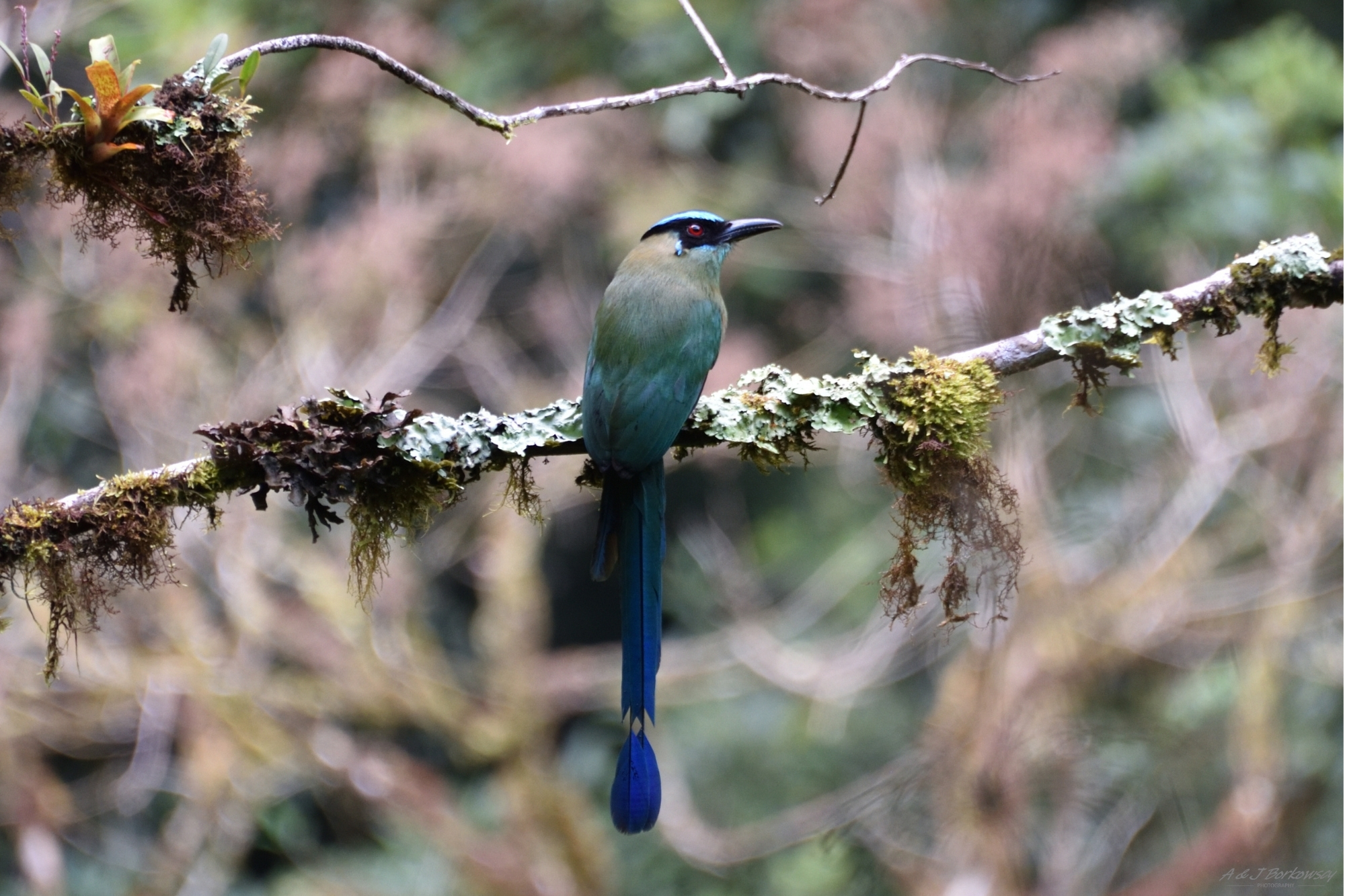 wystawa_amazonia_fot_anetta_borkowska_1.jpg