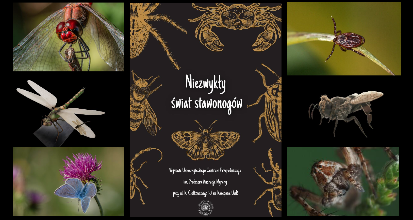 stawonogi_kolaz_tlo_ucp.png
