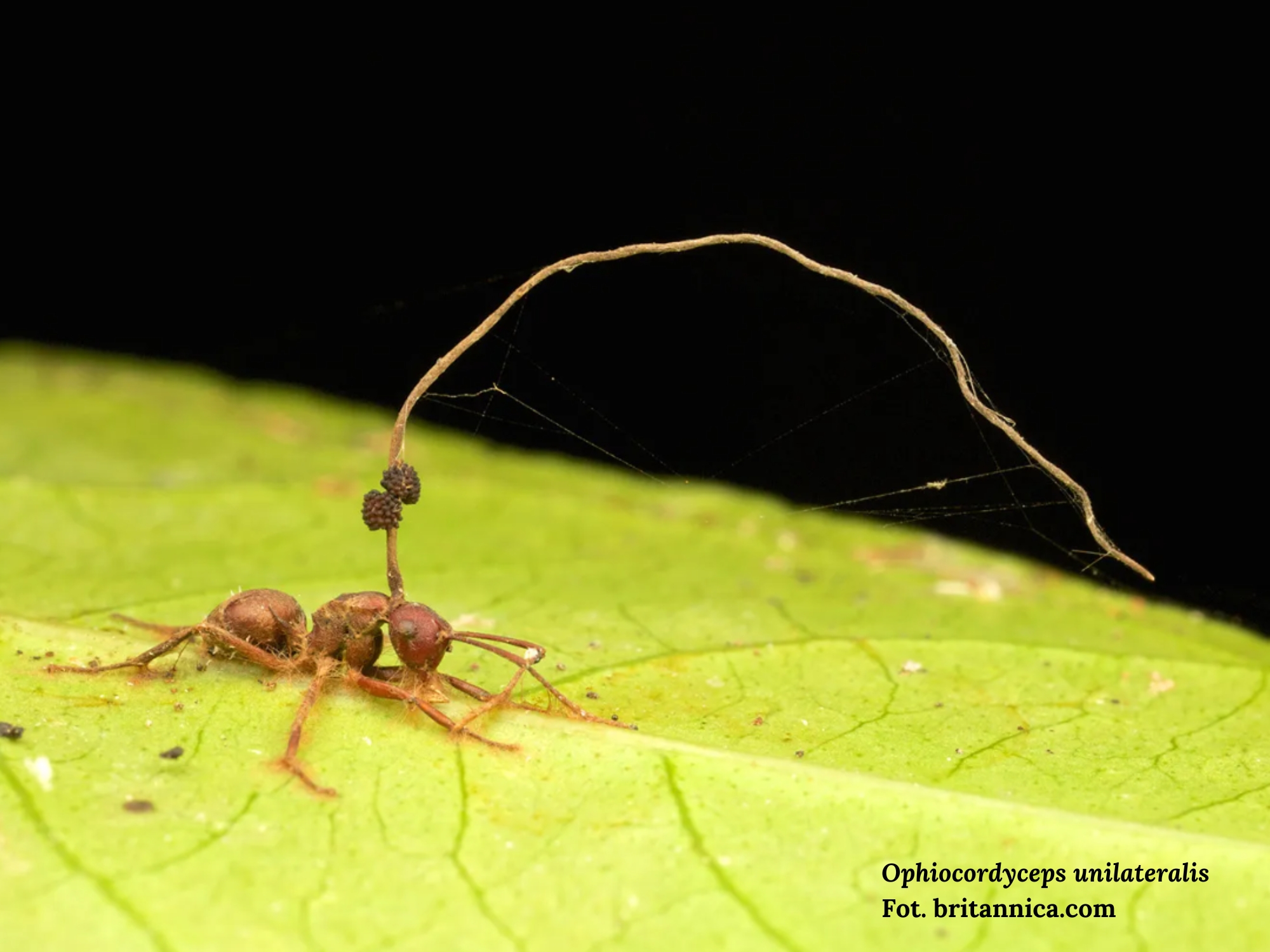 ophiocordyceps__unilateralis.jpg