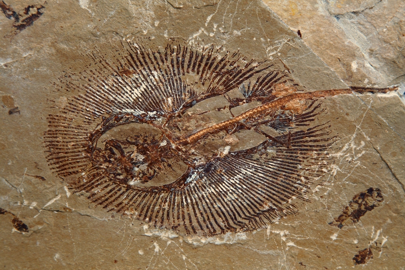 triasowy gad Keichousaurus hui na skale macierzystej, Chiny