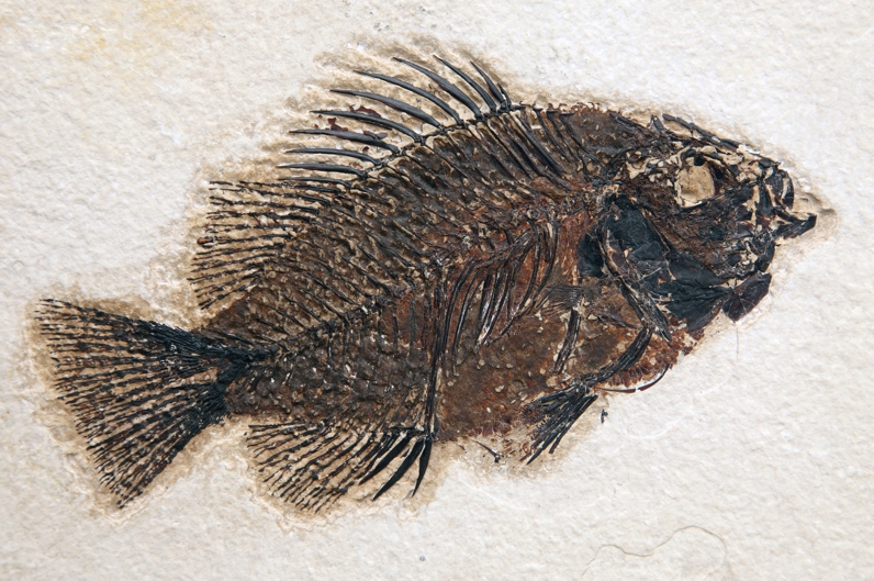 ryby Leptolepis stratiformis na wapieniu jurajskim, Solnhofen, Niemcy