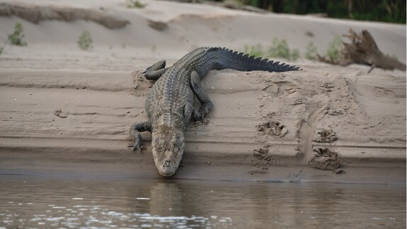 Amazonia – wyprawa do krainy bioróżnorodności