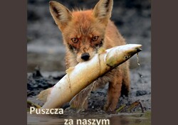 PLAKAT_PUSZCZA_INT