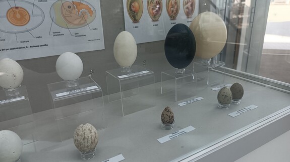 Wystawa jaj na Wydziale Biologii UwB
