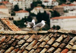 Przyroda Chorwacji w fotografii Wiesława Mikuckiego - mewy
