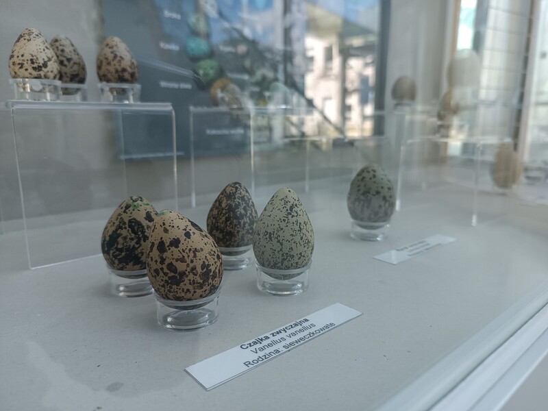 Ptasie pisanki – wystawa w UCP