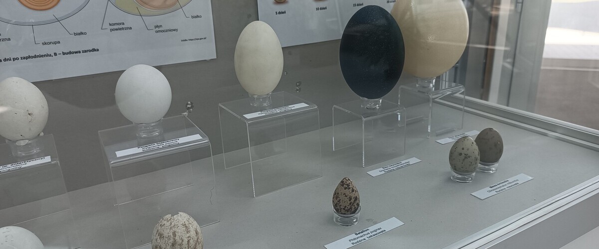Wystawa jaj na Wydziale Biologii UwB