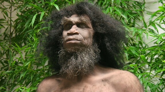 Homo erectus - jedna z najlepszych na świecie rekonstrukcji człowieka wyprostowanego 