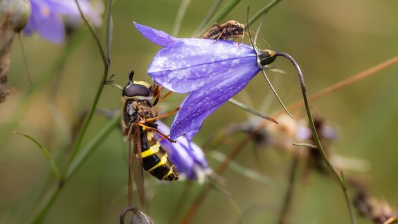 wystawa Kolorowy świat owadów