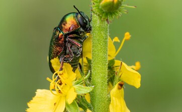 wystawa Kolorowy świat owad&oacute;w