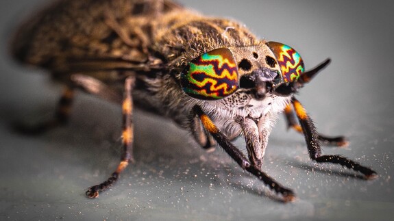 wystawa Kolorowy świat owad&oacute;w