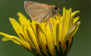 wystawa Kolorowy świat owad&oacute;w