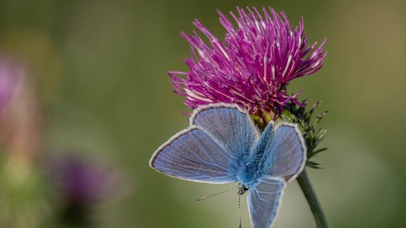 wystawa Kolorowy świat owad&oacute;w