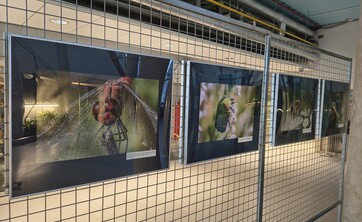 wystawa Kolorowy świat owad&oacute;w