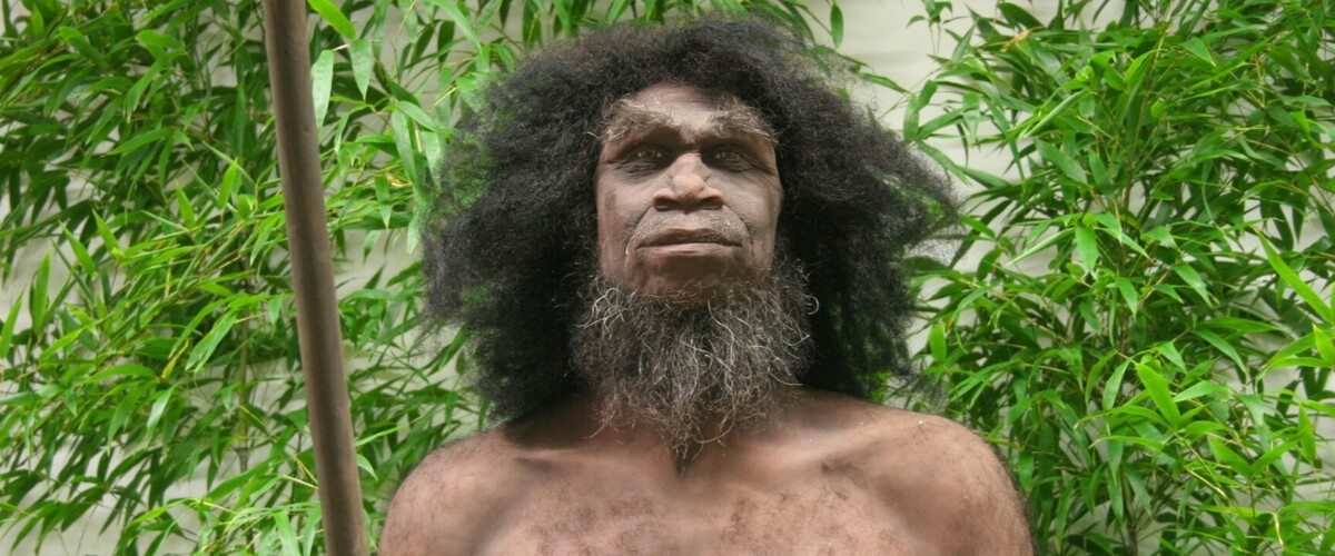 Homo erectus - jedna z najlepszych na świecie rekonstrukcji człowieka wyprostowanego 