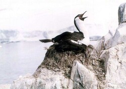 Gody kormorana błękitnookiego