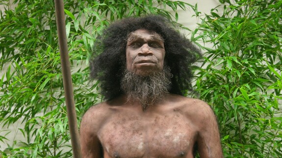 Homo erectus - jedna z najlepszych na świecie rekonstrukcji człowieka wyprostowanego 
