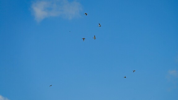 rycyki and łąkami Polskiego Towarzystwa Ochrony Ptak&oacute;w