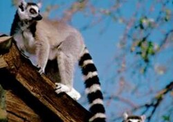 Madagaskar - ginący świat - Tsingi – lemury