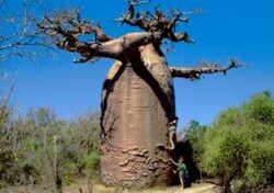 Madagaskar - ginący świat - baobaby
