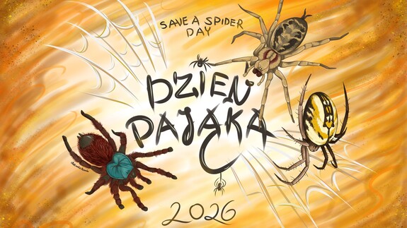 Save a Spider Day – zapraszamy do świętowania Dnia Pająka na Wydziale Biologii UwB