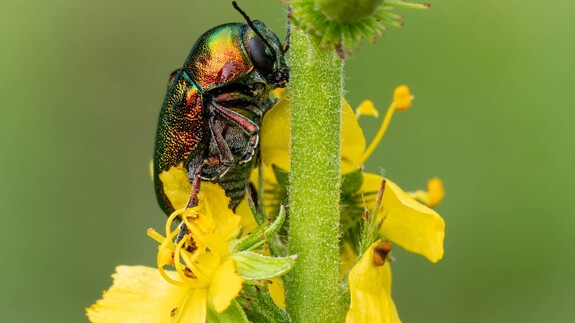 wystawa Kolorowy świat owad&oacute;w