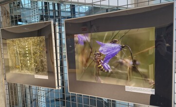 wystawa Kolorowy świat owad&oacute;w