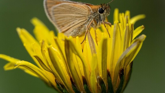 wystawa Kolorowy świat owad&oacute;w
