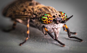 wystawa Kolorowy świat owad&oacute;w