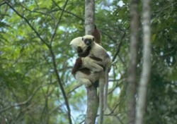 Madagaskar - ginący świat - Zwierzęta