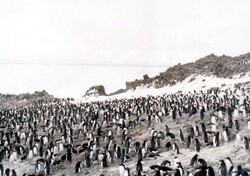 Duża kolonia pingwinów