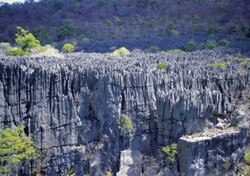 Madagaskar - ginący świat - Tsingi – wapienny las