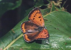 Motyle Przemysława Klimczuka