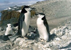 "Policjanci" - pingwiny antarktyczne